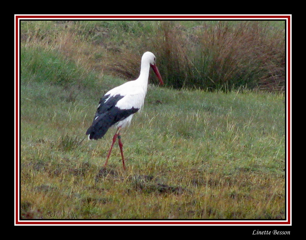 cigogne en charente maritime