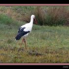 cigogne en charente maritime