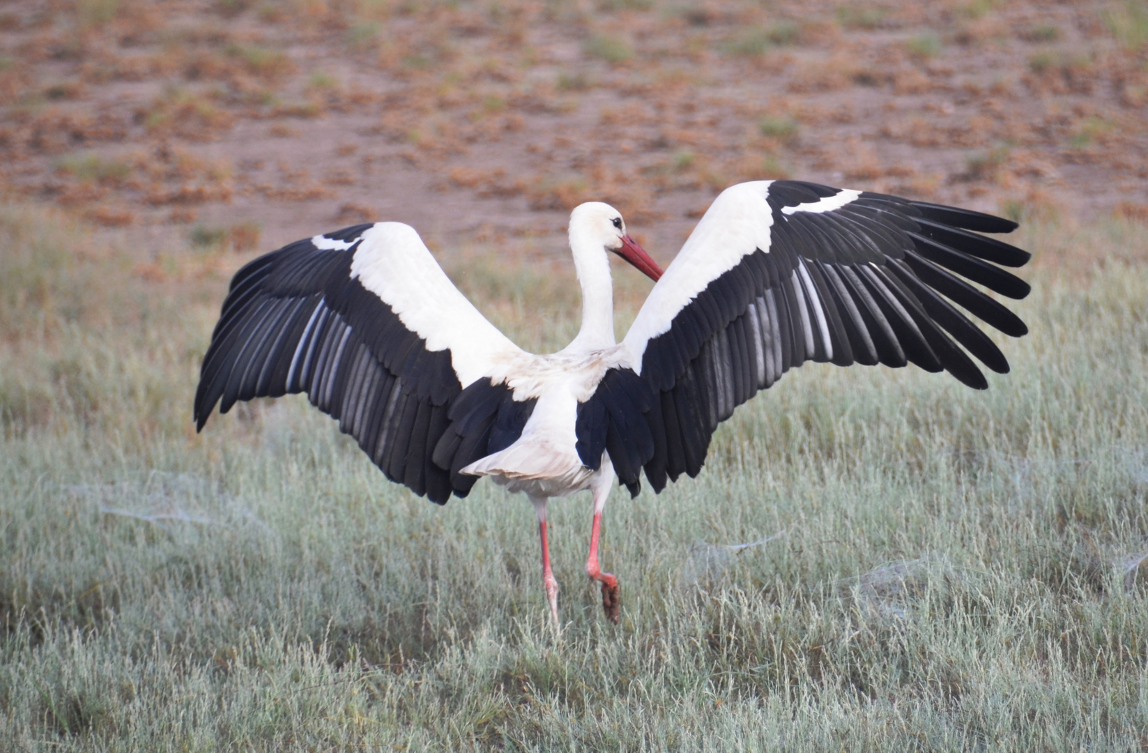 Cigogne en hibernage