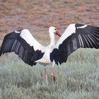 Cigogne en hibernage