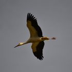 Cigogne en plein vol