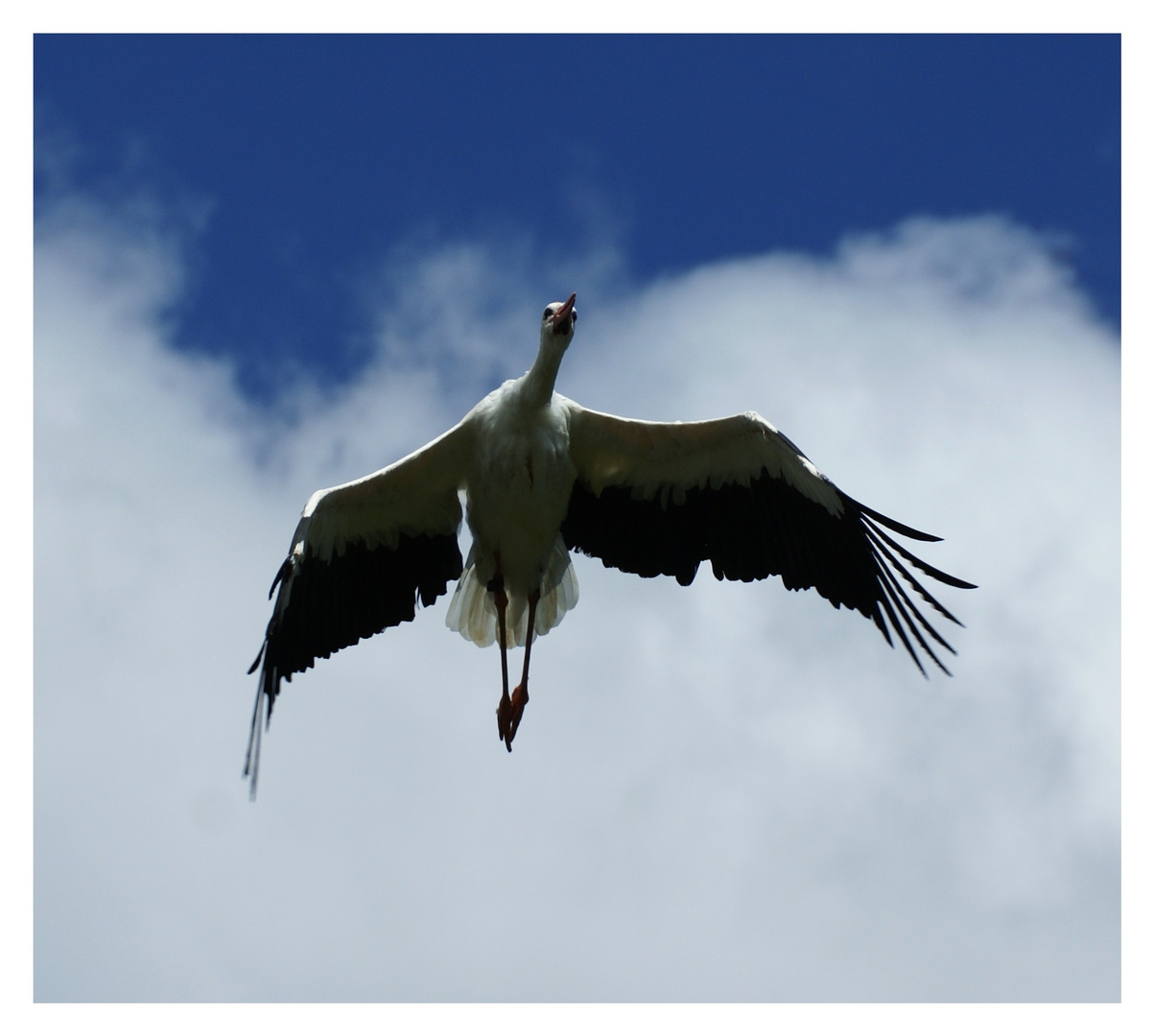 cigogne en plein vol.