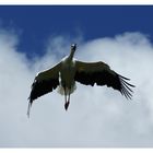 cigogne en plein vol.