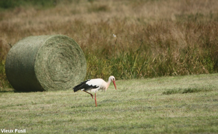 Cigogne en septembre au ramassage du foin dans les marais .