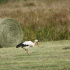 Cigogne en septembre au ramassage du foin dans les marais .