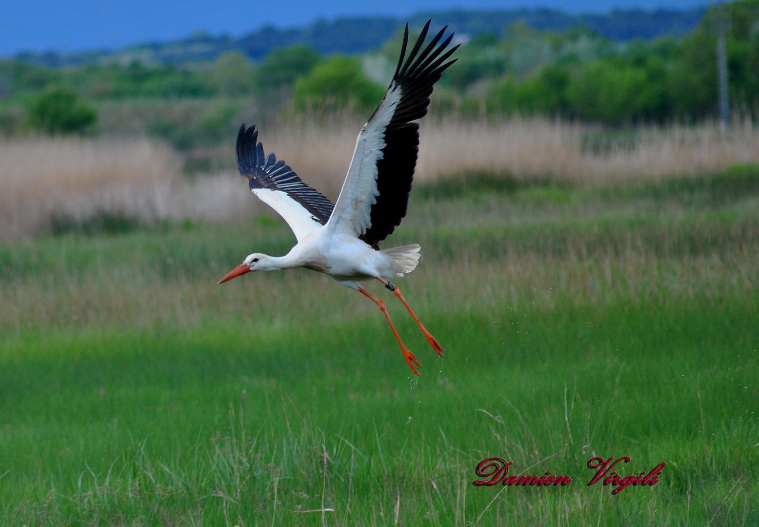 Cigogne en vol 2