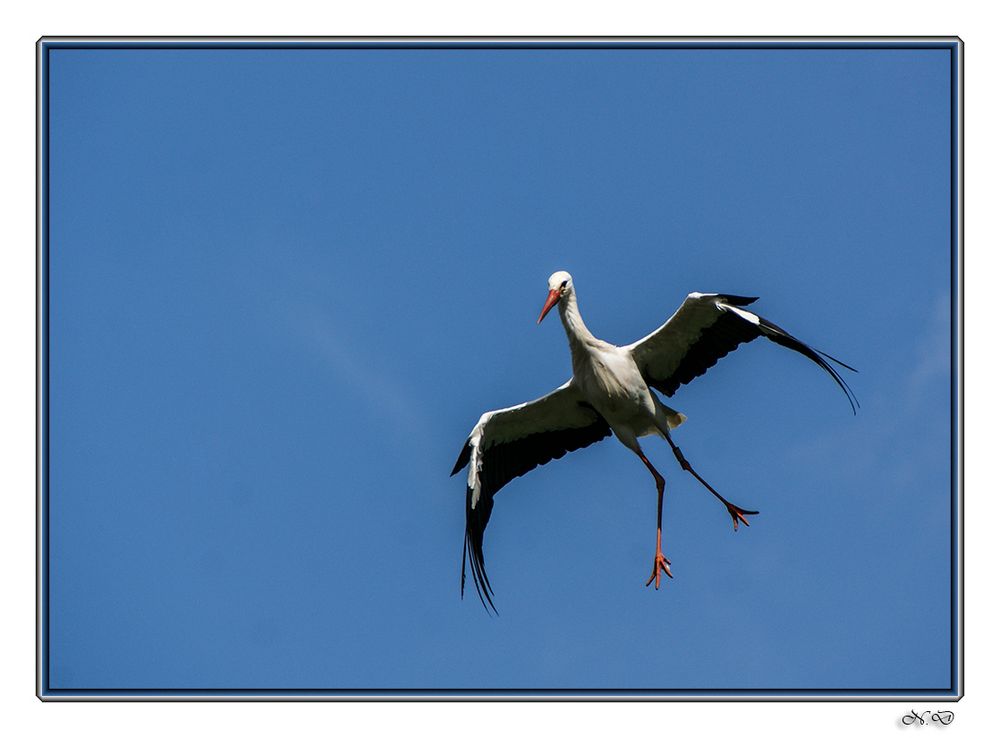 Cigogne en vol