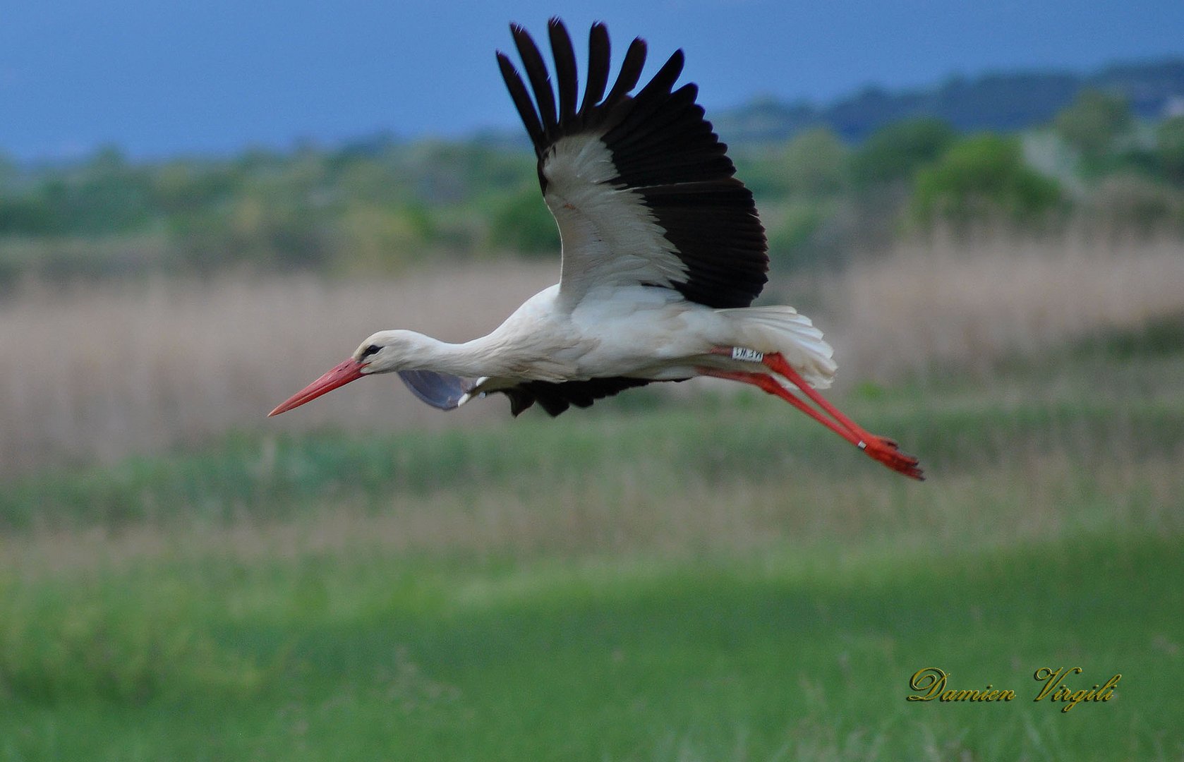 Cigogne en vol