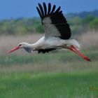 Cigogne en vol