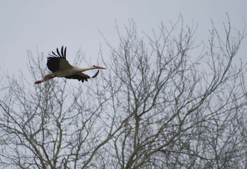 Cigogne en vol