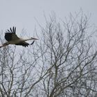 Cigogne en vol