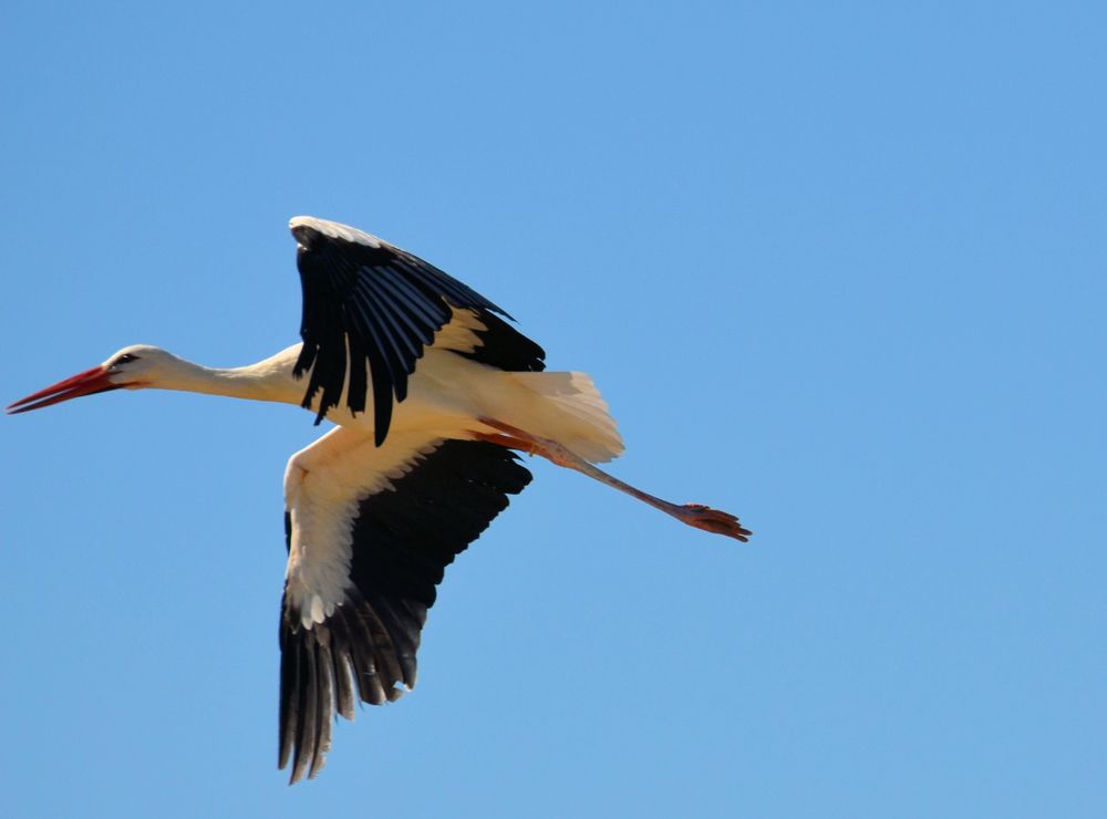 CIGOGNE EN VOL