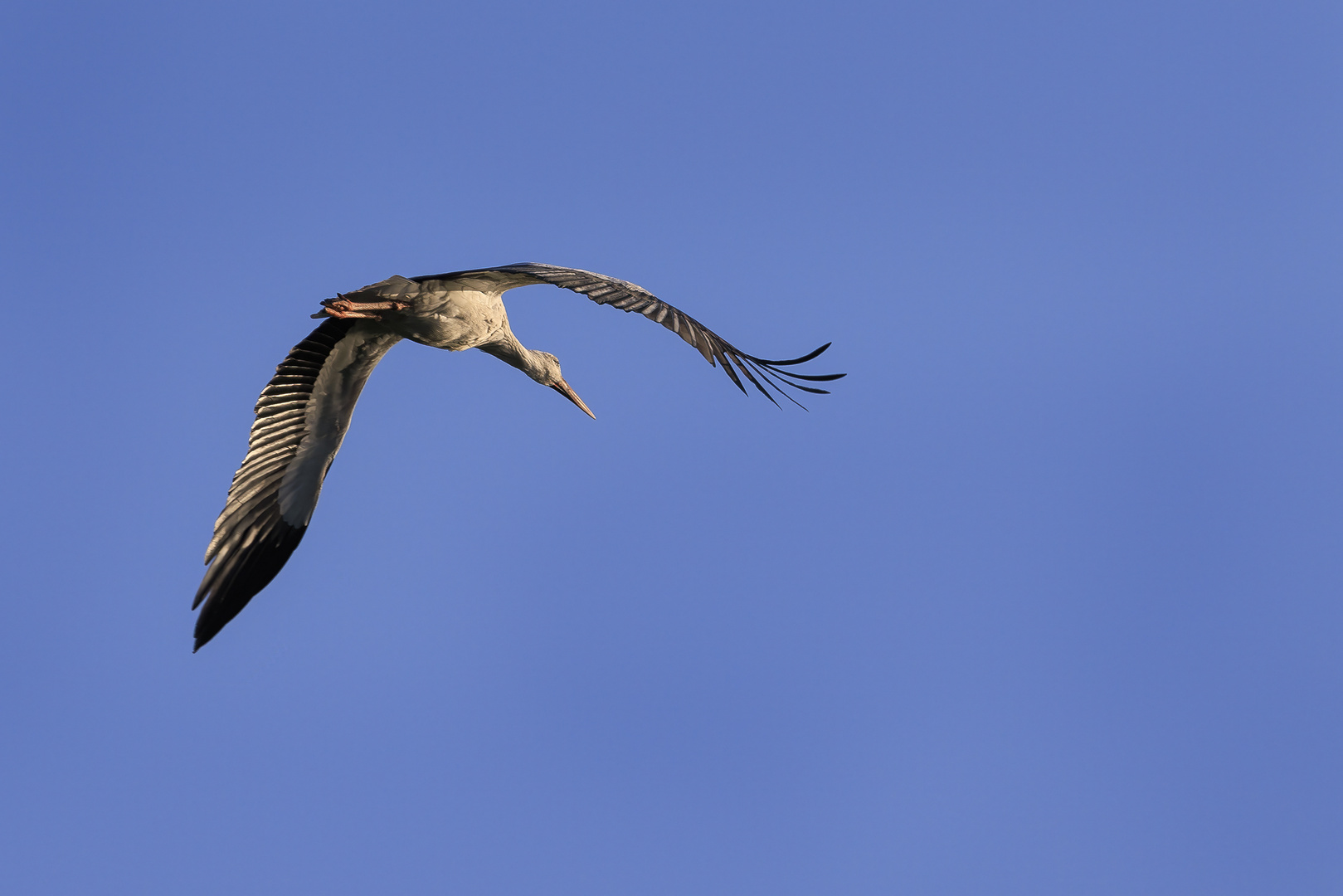 Cigogne en vol au dessus du Cotentin