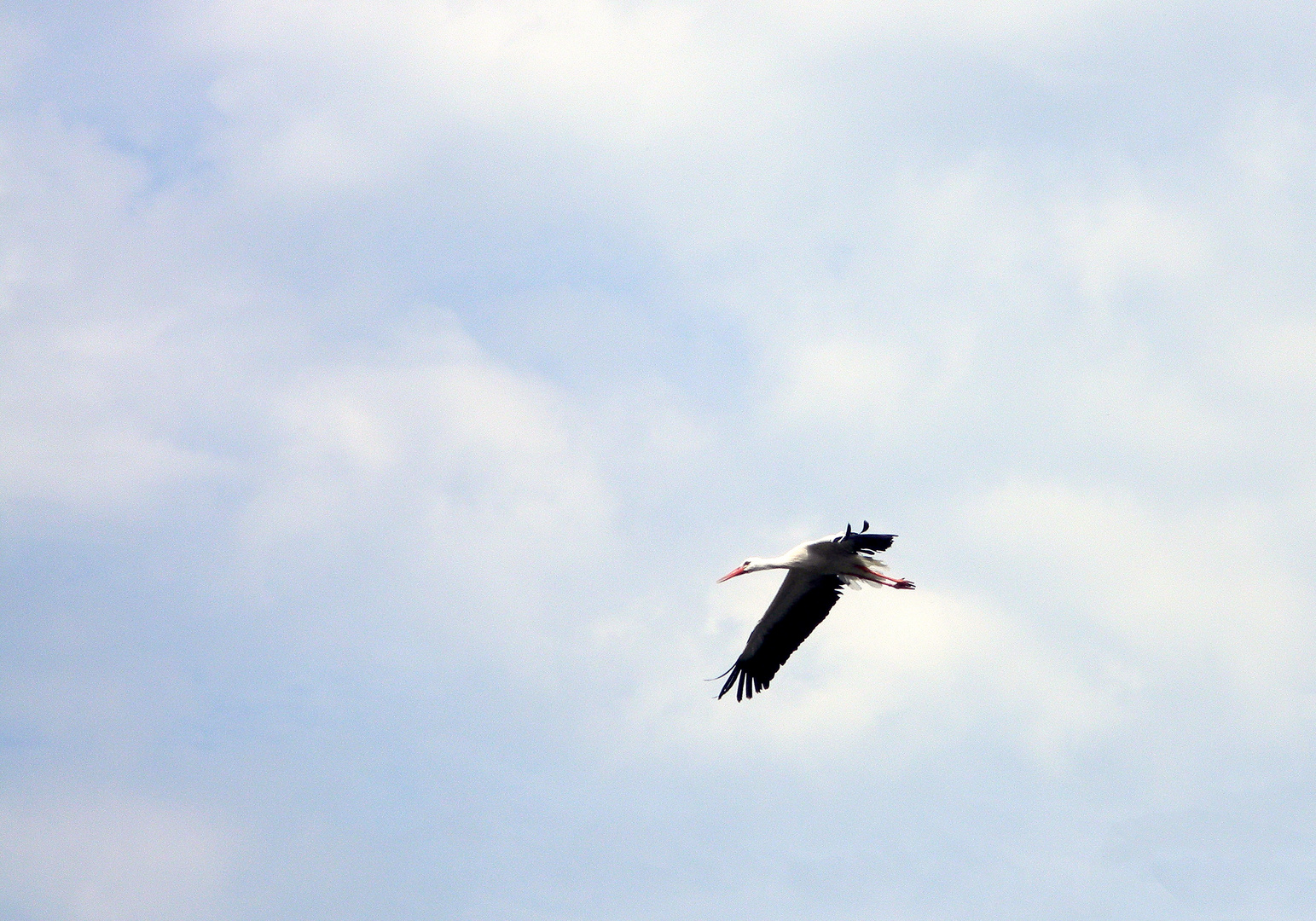 Cigogne en vol