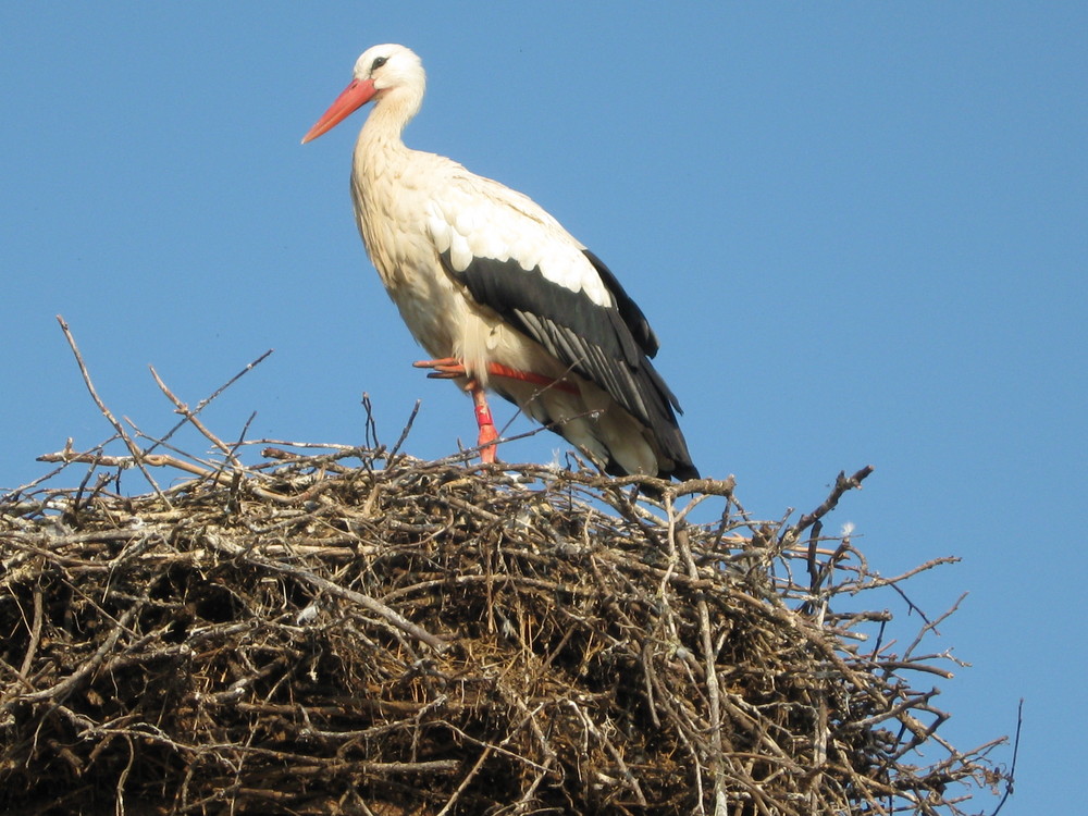 cigogne et ciel bleu