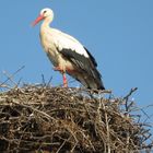 cigogne et ciel bleu