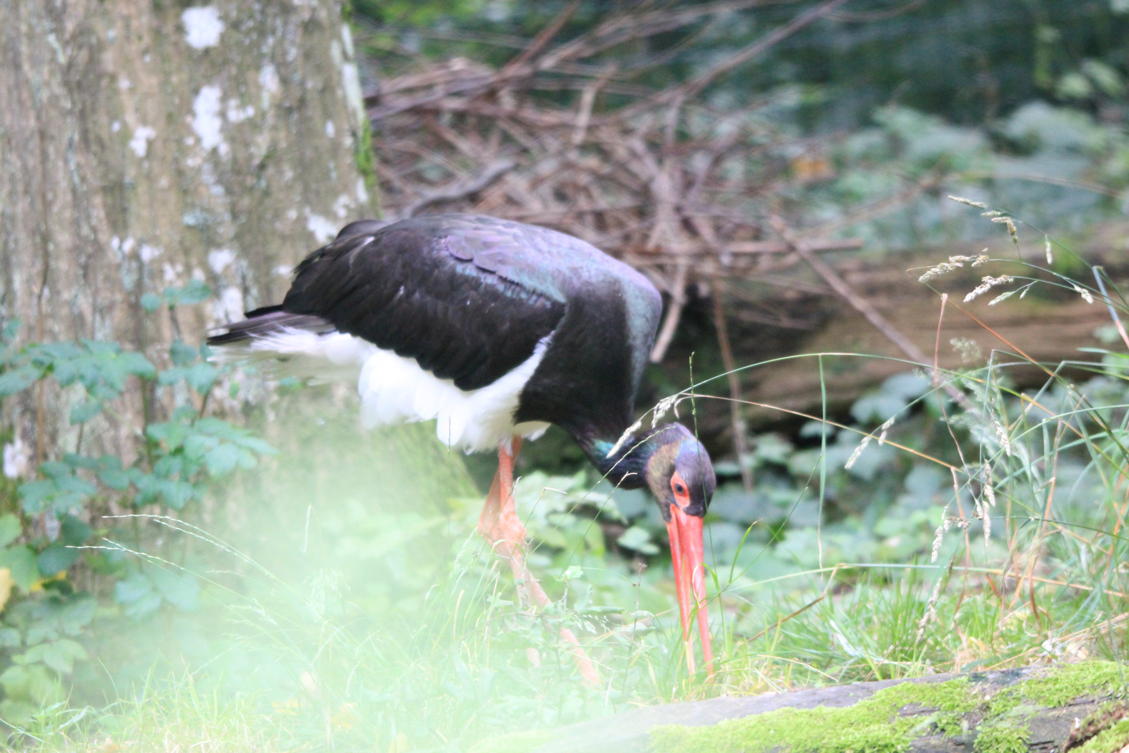 cigogne noire