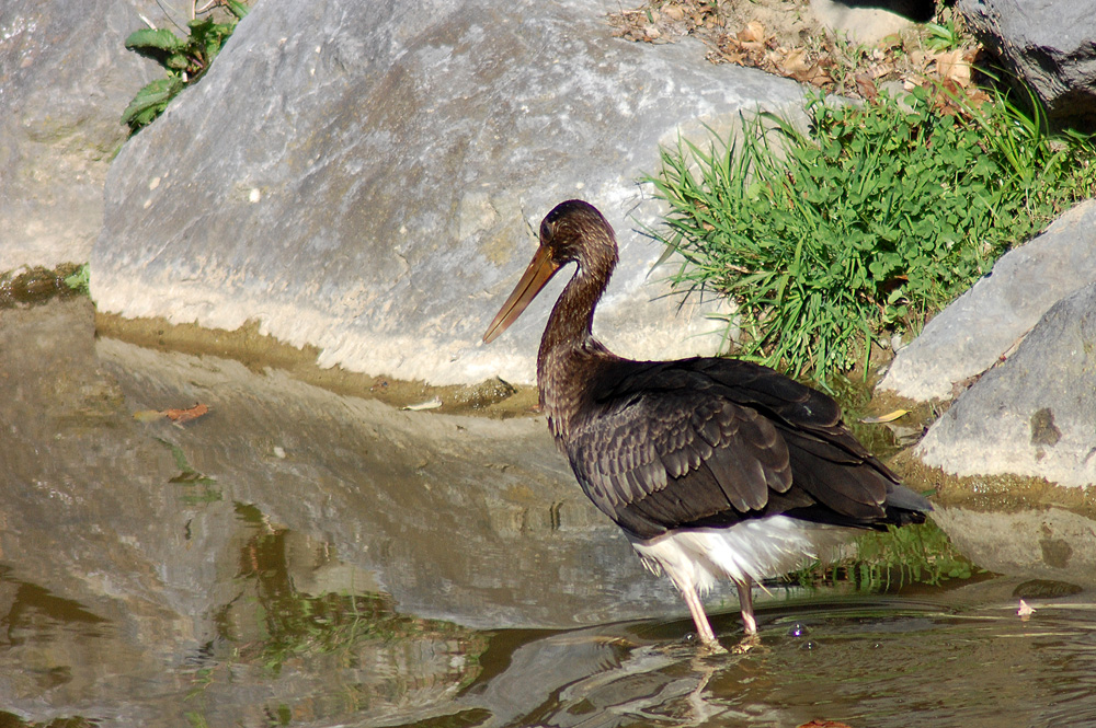 cigogne noire 2