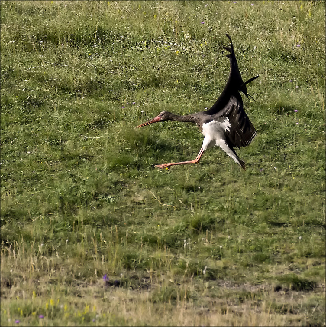 Cigogne noire à Caussols