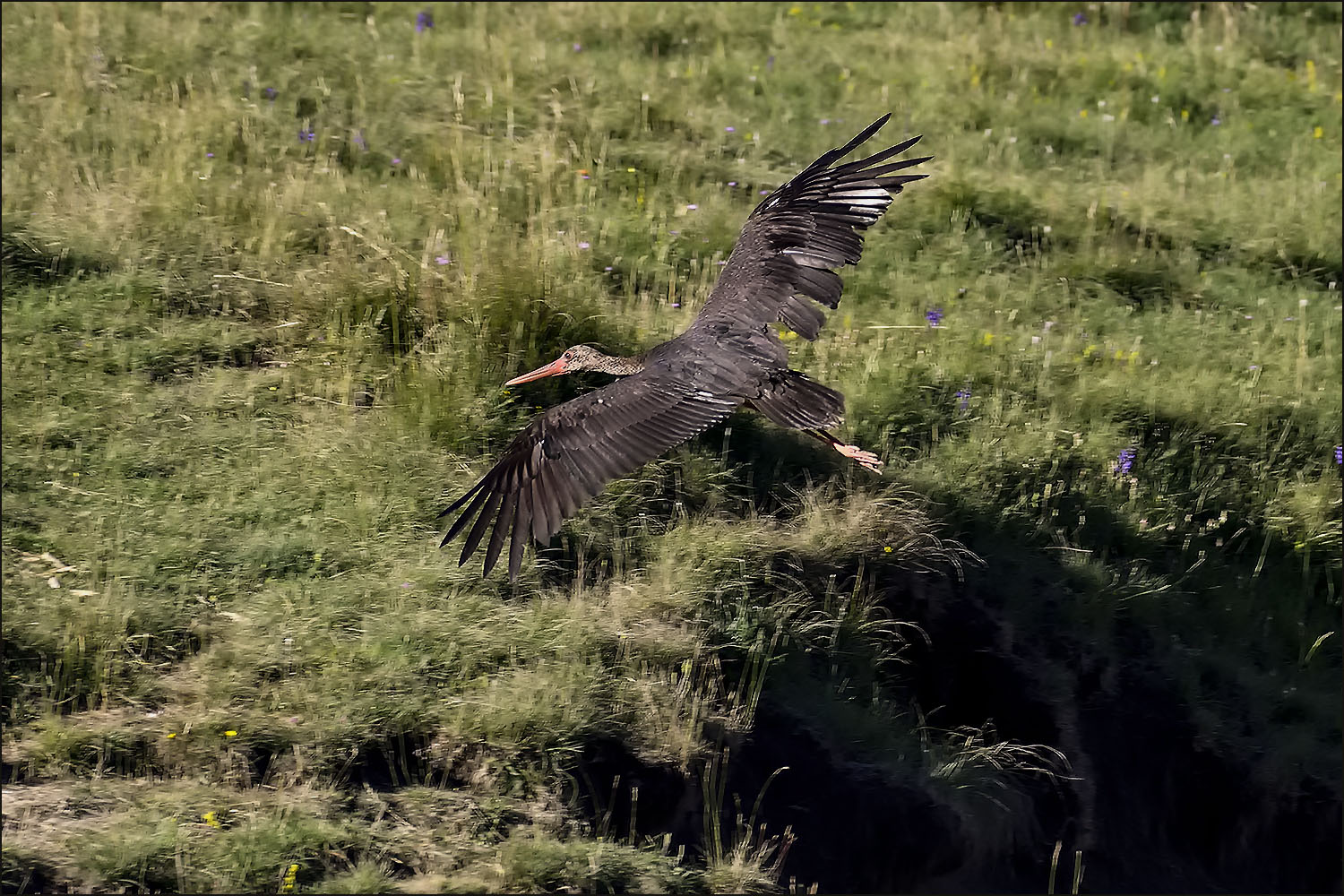 Cigogne noire