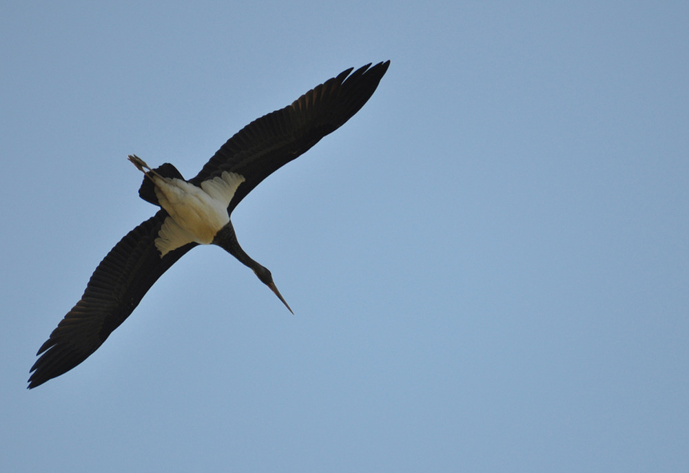 Cigogne noire en vol