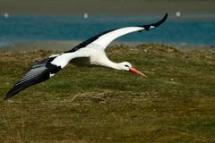 Cigogne prise au Zwin, Belgique