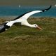 Cigogne prise au Zwin, Belgique