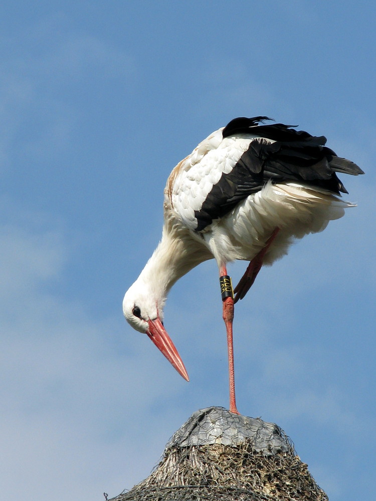 cigogne qui prend la pose