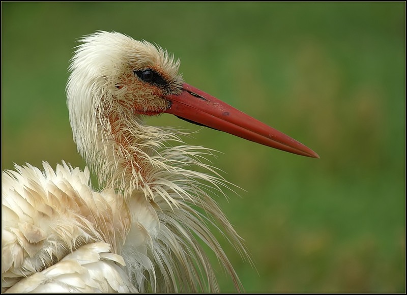 Cigogne toilettée