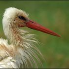 Cigogne toilettée