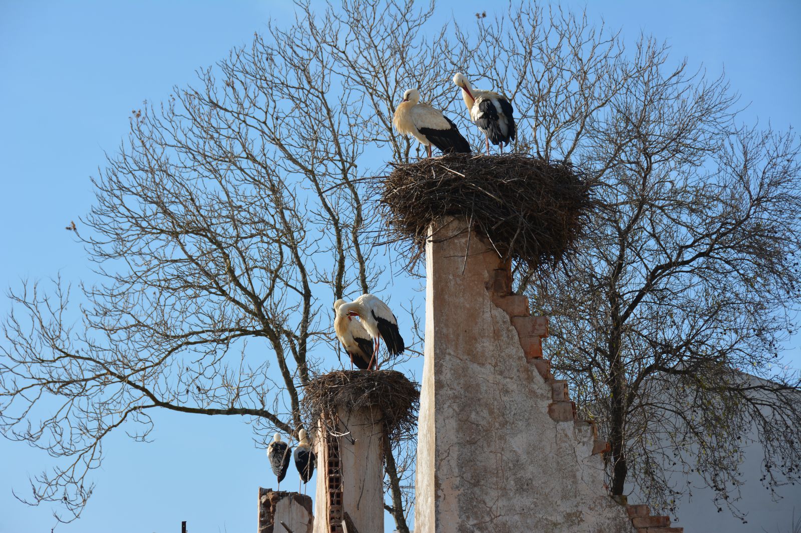 Cigognes au Portugal