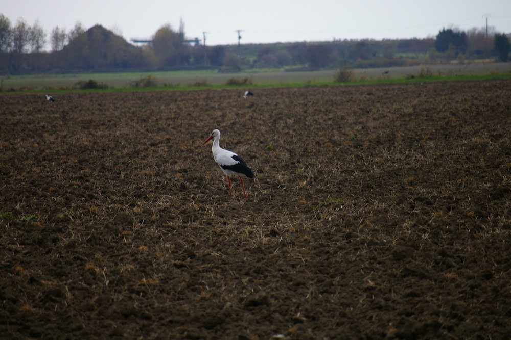 CIGOGNES