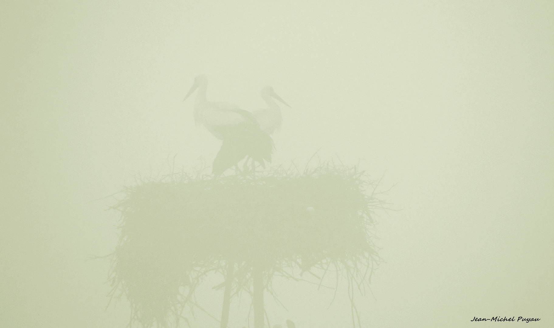 cigognes dans le brouillard