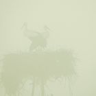 cigognes dans le brouillard