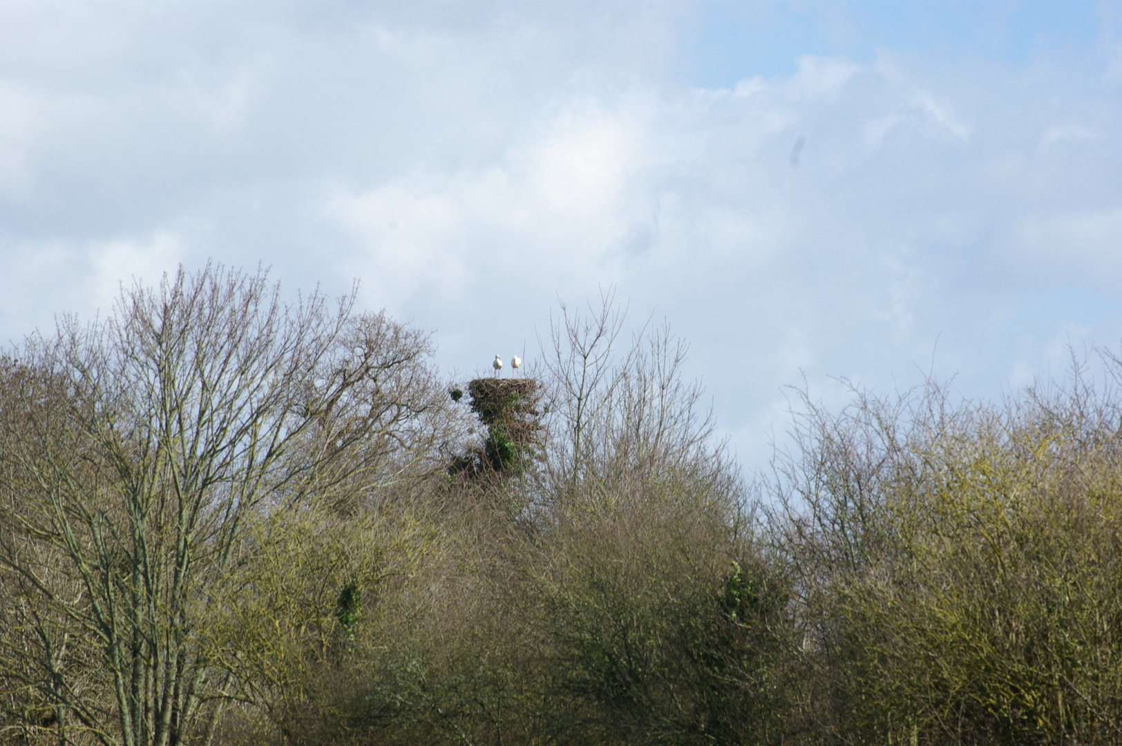 CIGOGNES dans les marais du Cotentin