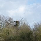 CIGOGNES dans les marais du Cotentin