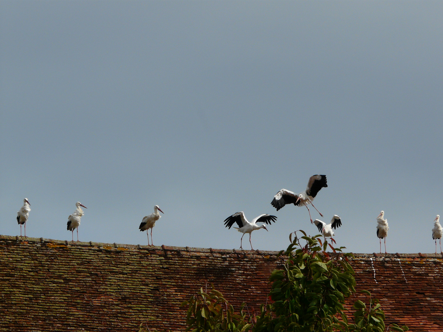 Cigognes halte a Montholier