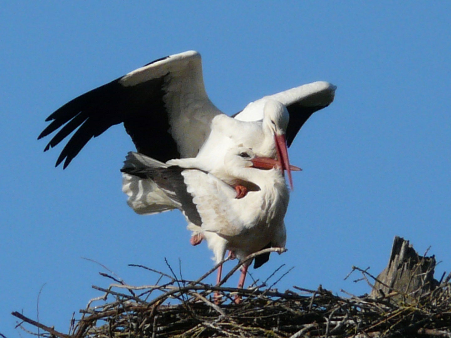 cigognes qui s'enlacent