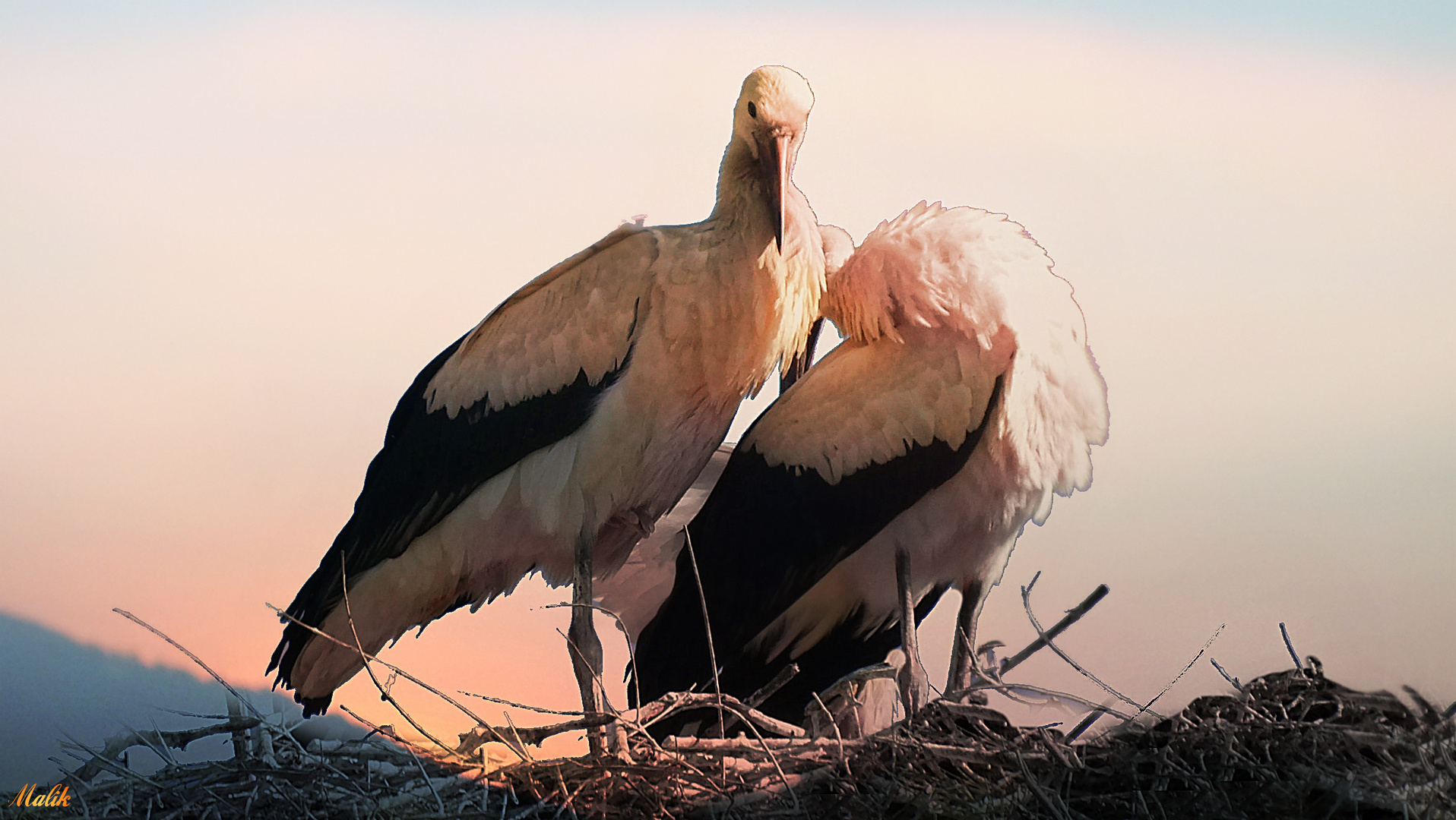 Cigogne/tendresse  ..