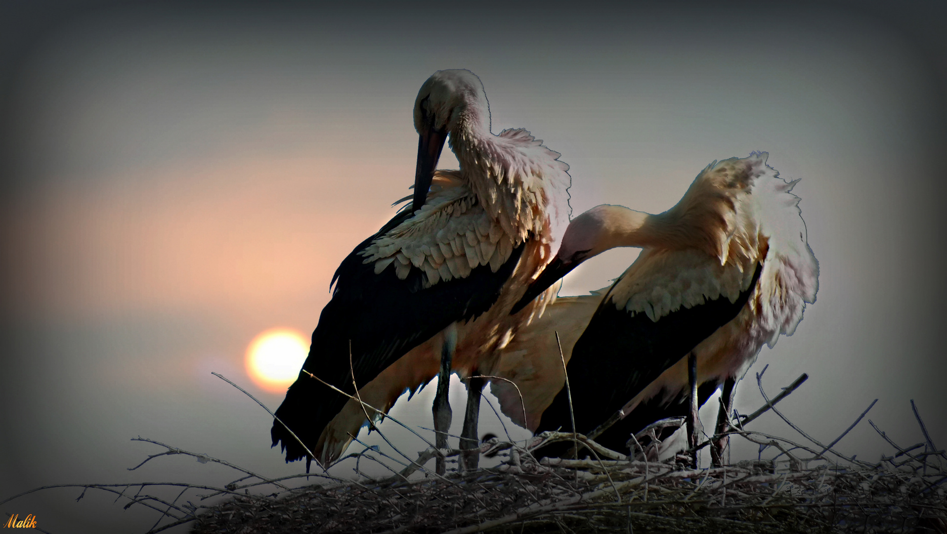 Cigogne/tendresse  ..