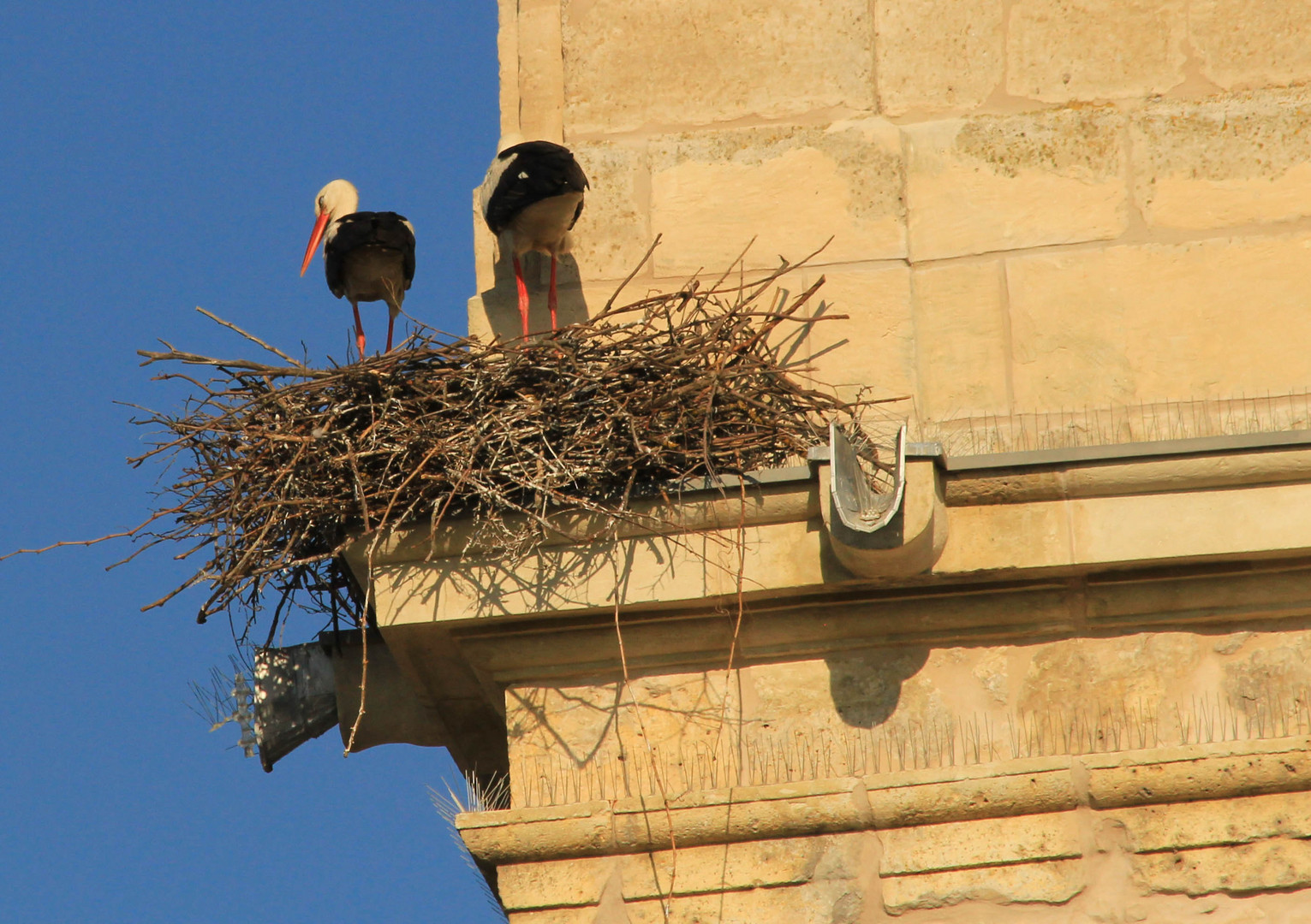 CIGOÑINES TOMANDO EL SOL DE LA TARDE