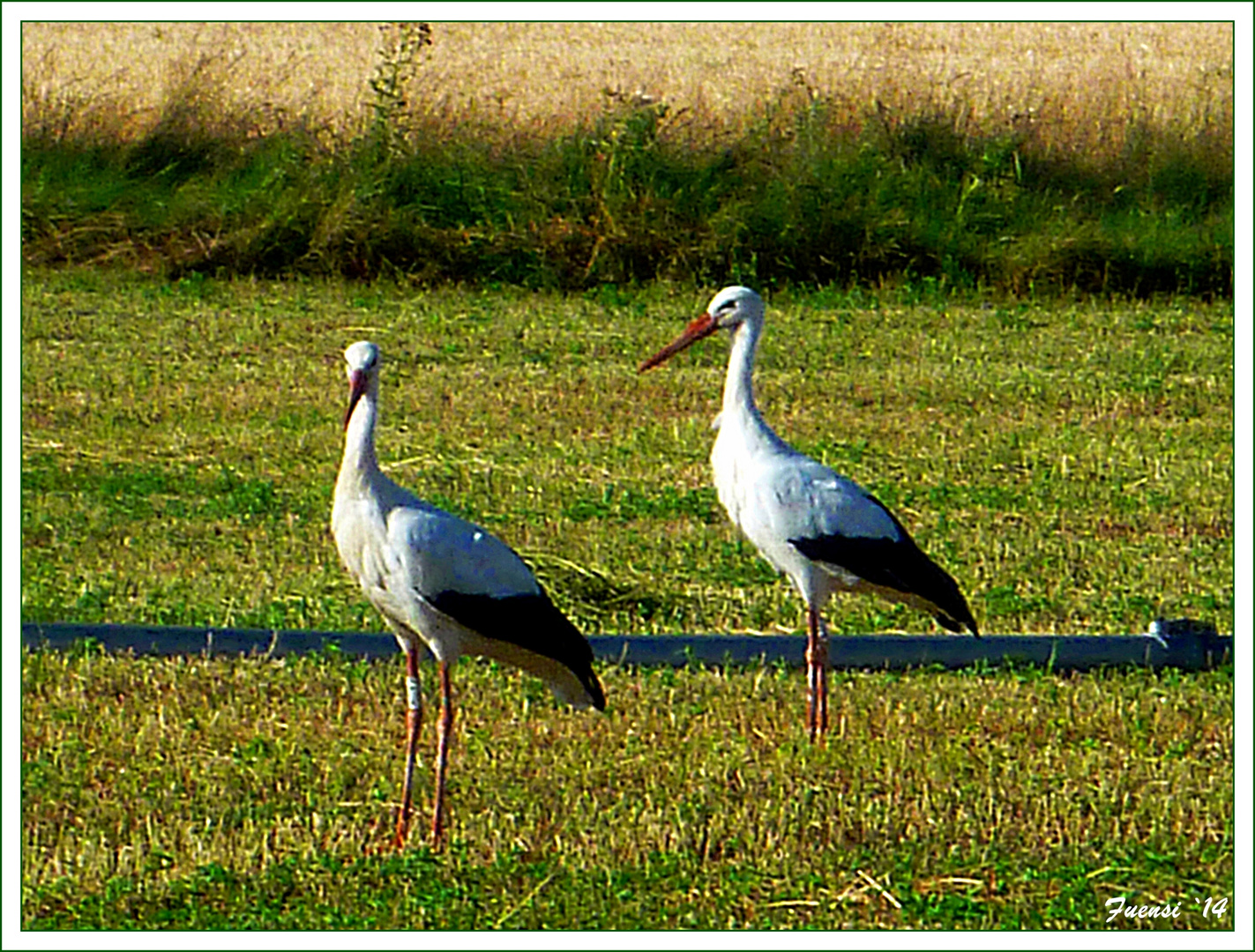 Cigueñas burgalesas