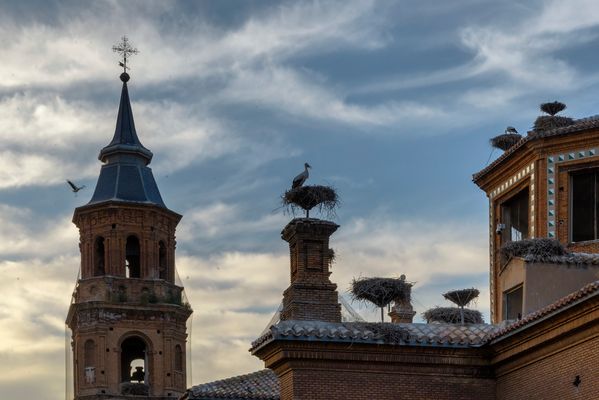 CIGUEÑAS EN LA COLEGIATA DE SAN MIGUEL (Dedicada a EDUARDO CASTILLO)