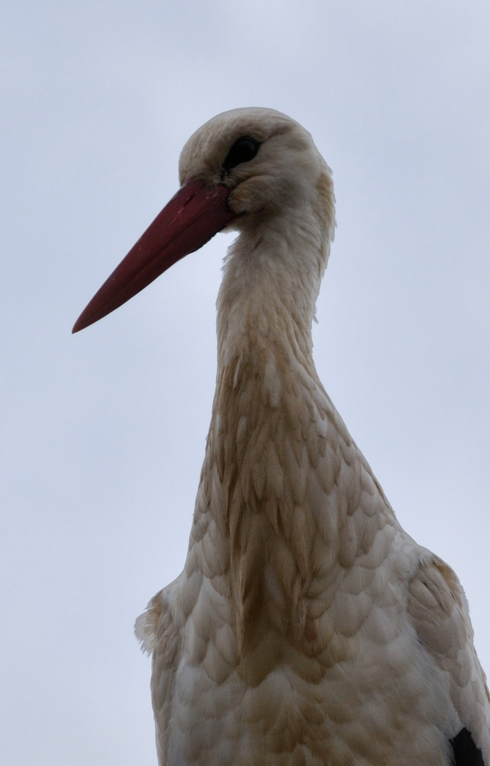 cigüeña