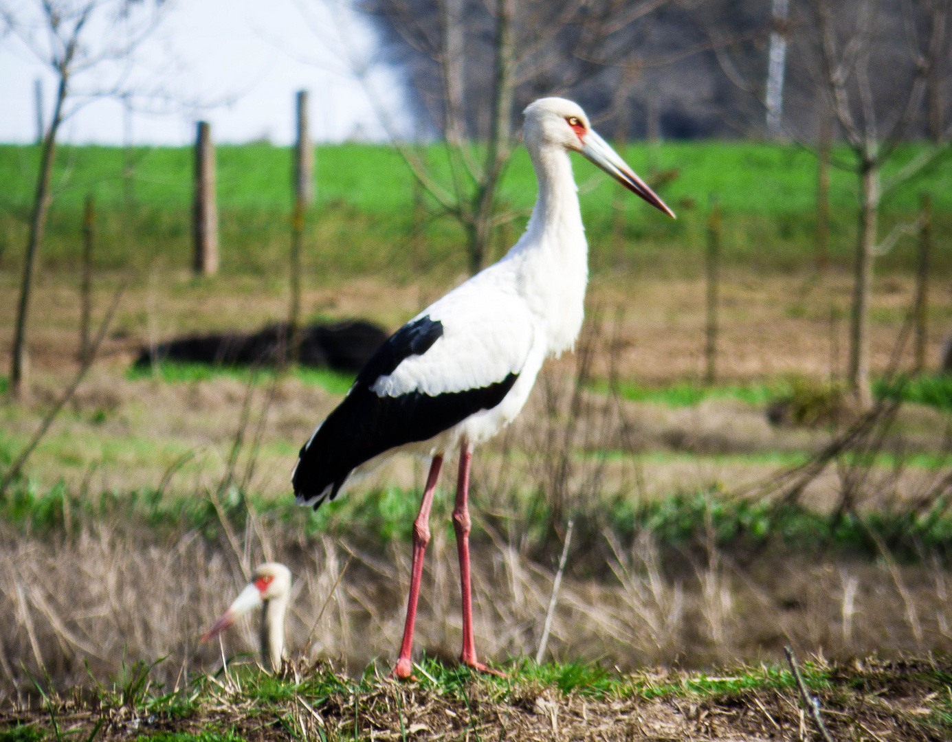 Cigüeña americana (Ciconia maguri)