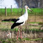 Cigüeña americana (Ciconia maguri)