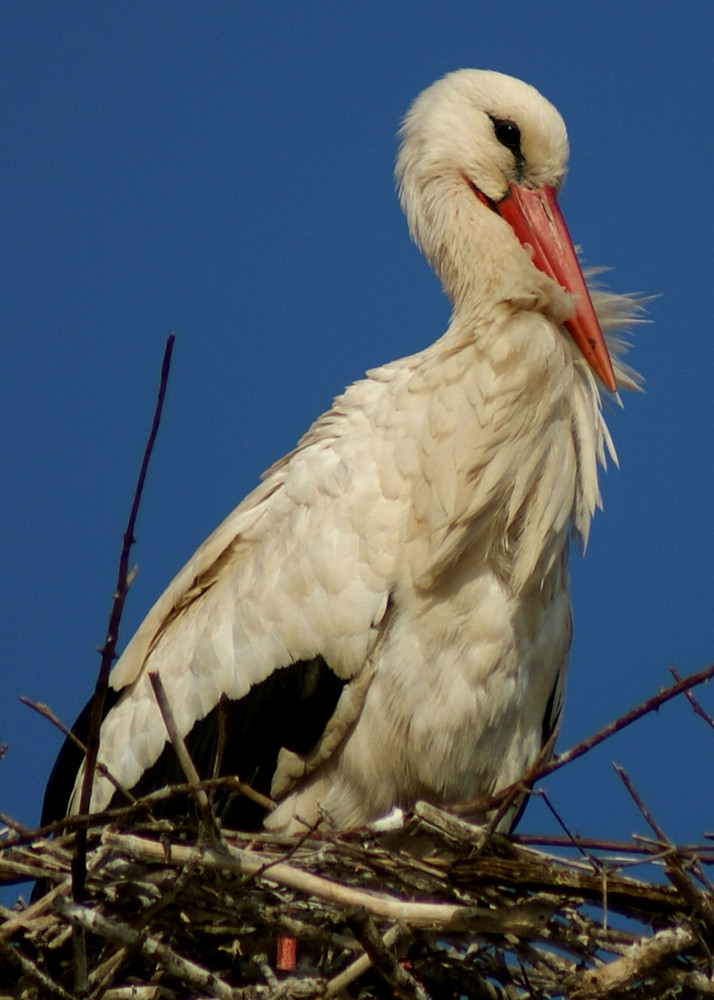 cigüeña blanca