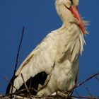 cigüeña blanca