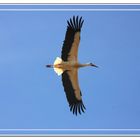 Cigüeña blanca sobrevolando