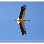 Cigüeña blanca sobrevolando